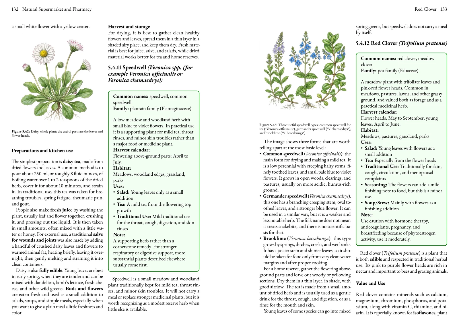 Actual English two-page book spread for recognizing useful North American plants