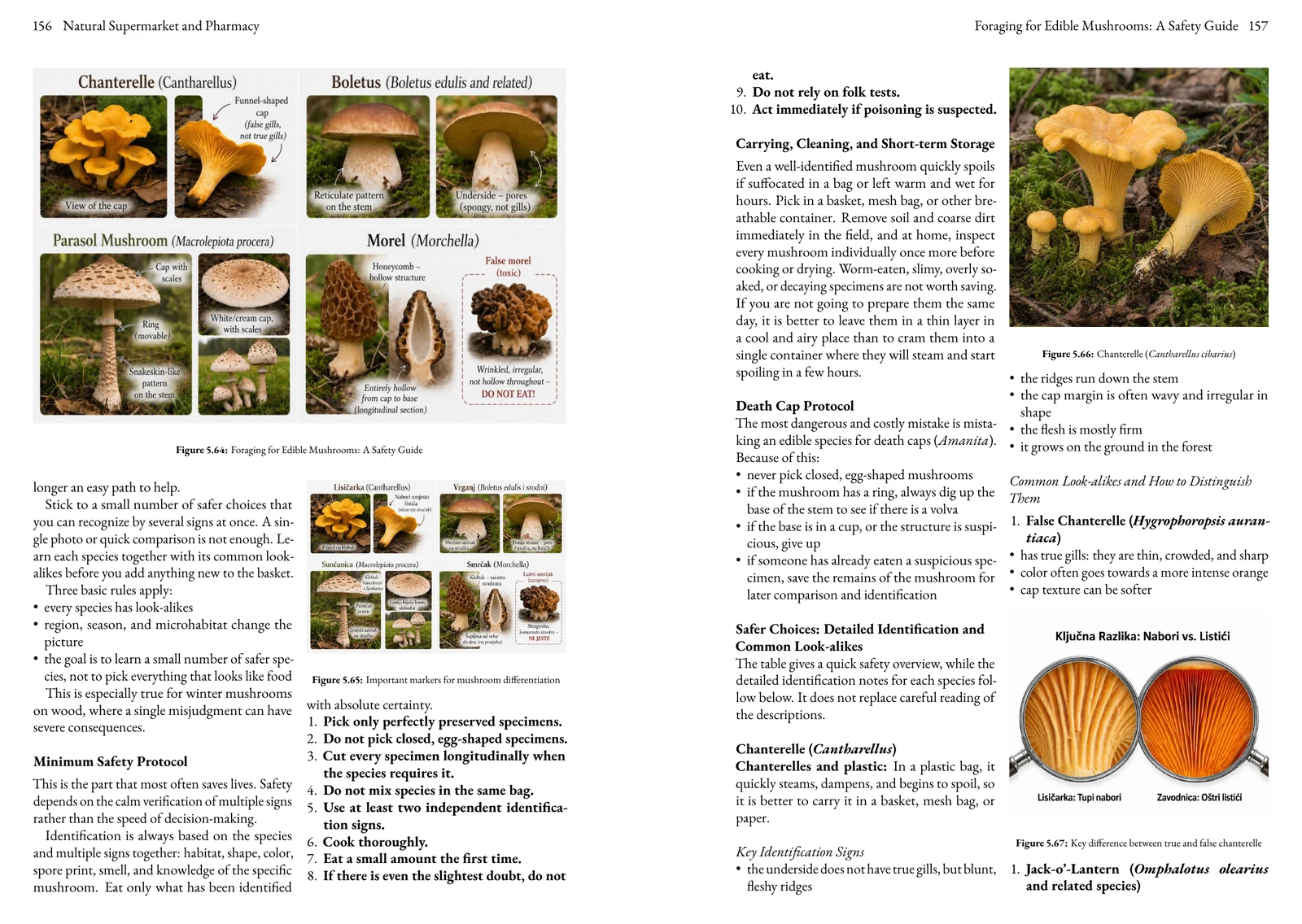 Actual English two-page book spread for identifying edible mushrooms